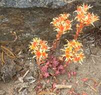 Image of Pacific stonecrop