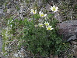 Imagem de Pulsatilla occidentalis (S. Wats.) Freyn