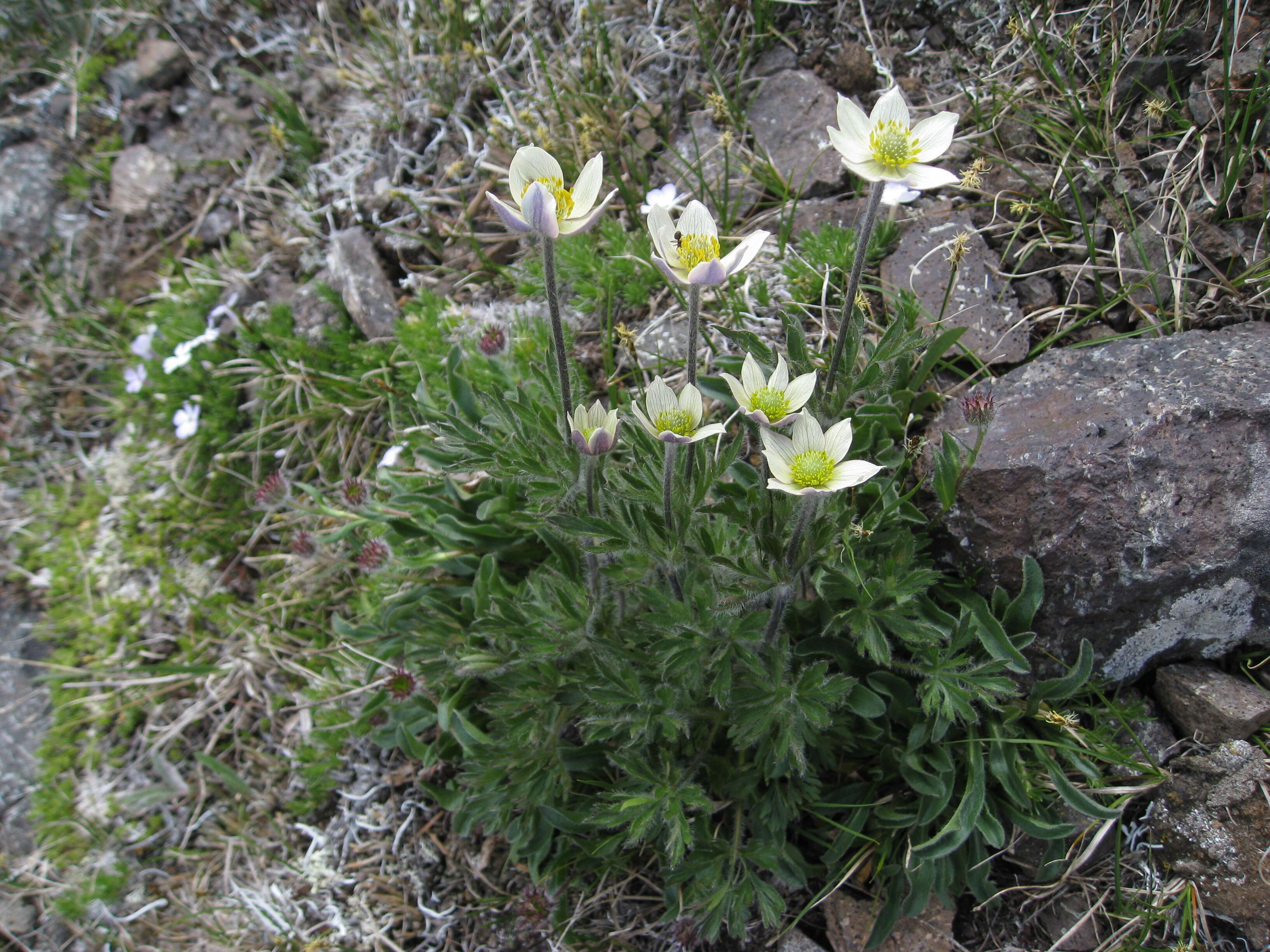 Imagem de Pulsatilla occidentalis (S. Wats.) Freyn