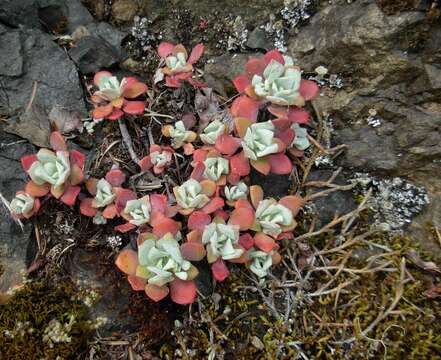 Image of Pacific stonecrop