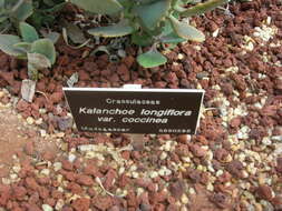 Image of Kalanchoe longiflora Schlechter