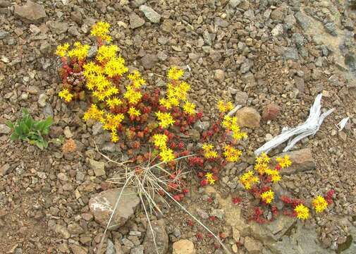 Image of Pacific stonecrop