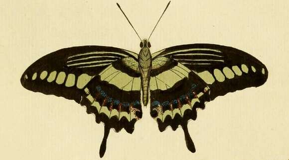 صورة Papilio demolion Cramer (1776)