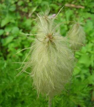 Image of white pasqueflower