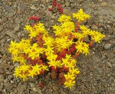 Image of Pacific stonecrop