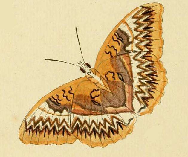 Image of Cymothoe althea Cramer 1779