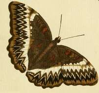 Image of Cymothoe althea Cramer 1779