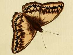 Image of Cymothoe althea Cramer 1779