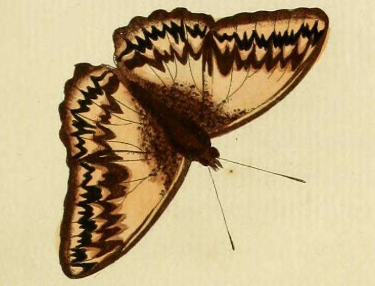 Image of Cymothoe althea Cramer 1779