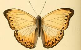 Image of Cymothoe altisidora Hewitson 1869