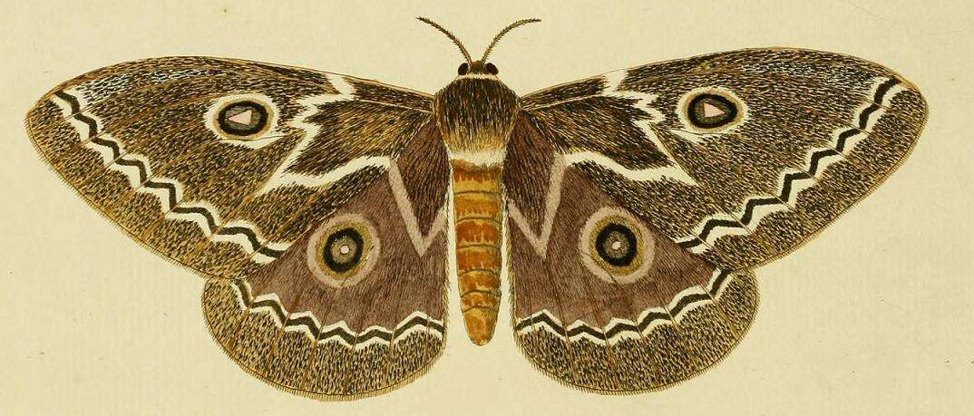 Image of Gonimbrasia tyrrhea (Cramer 1775)