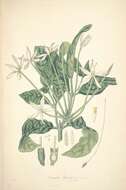 Image of Oxyanthus tubiflorus (Andrews) DC.