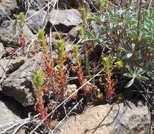 Слика од Sedum stenopetalum Pursh