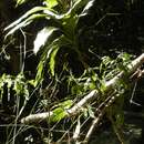 Image of Dwarf Palm Lily