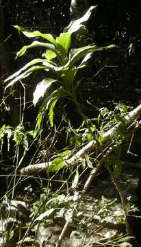 Imagem de Cordyline murchisoniae F. Muell.