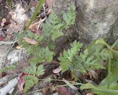 Image of Mulga fern