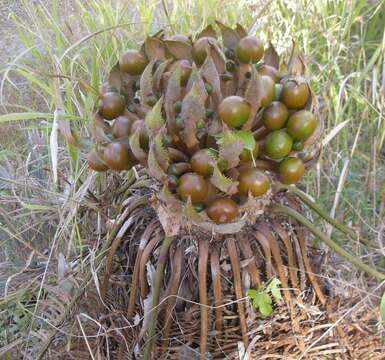 Слика од Cycas ophiolitica K. D. Hill