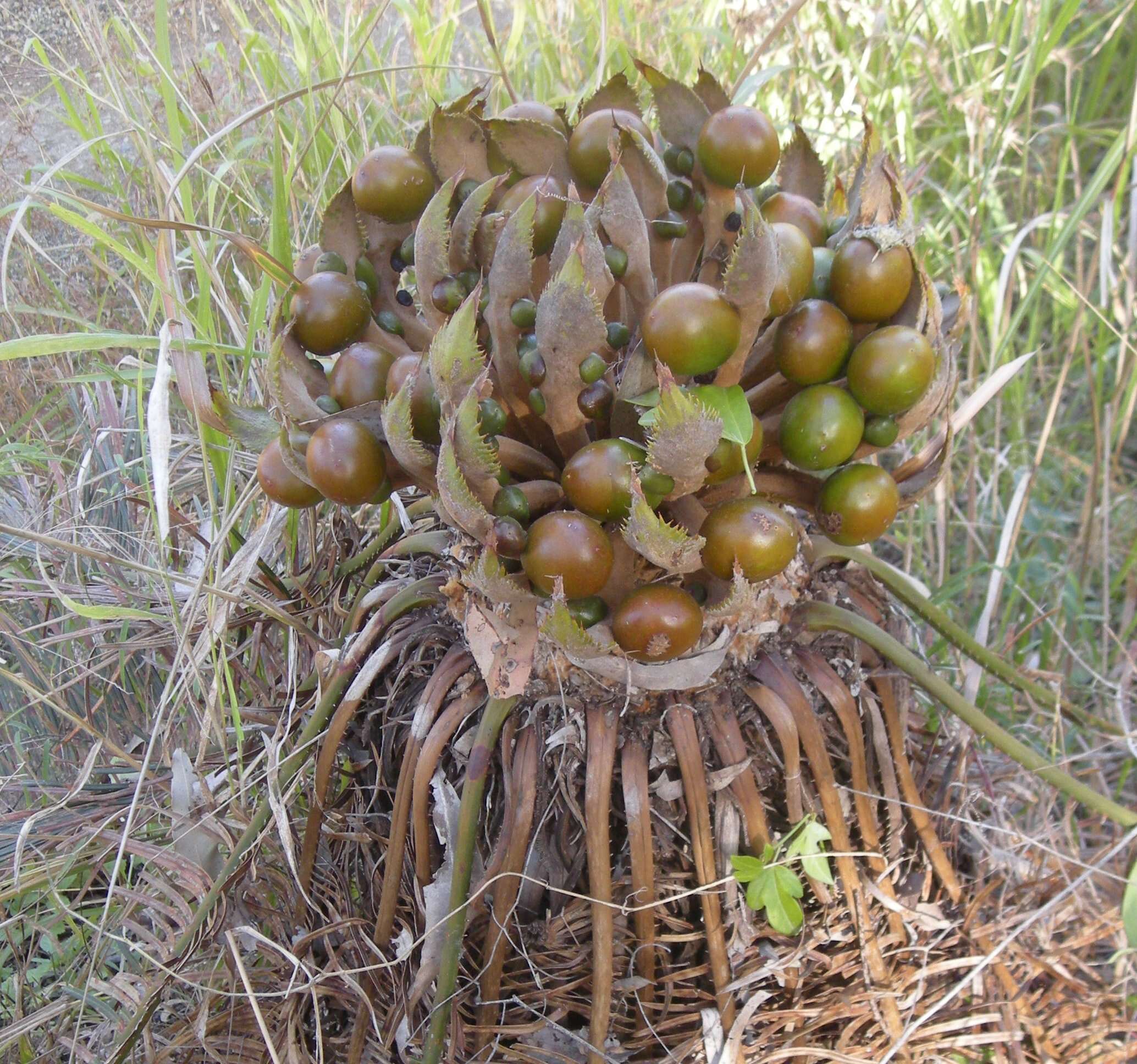 Image of Cycad