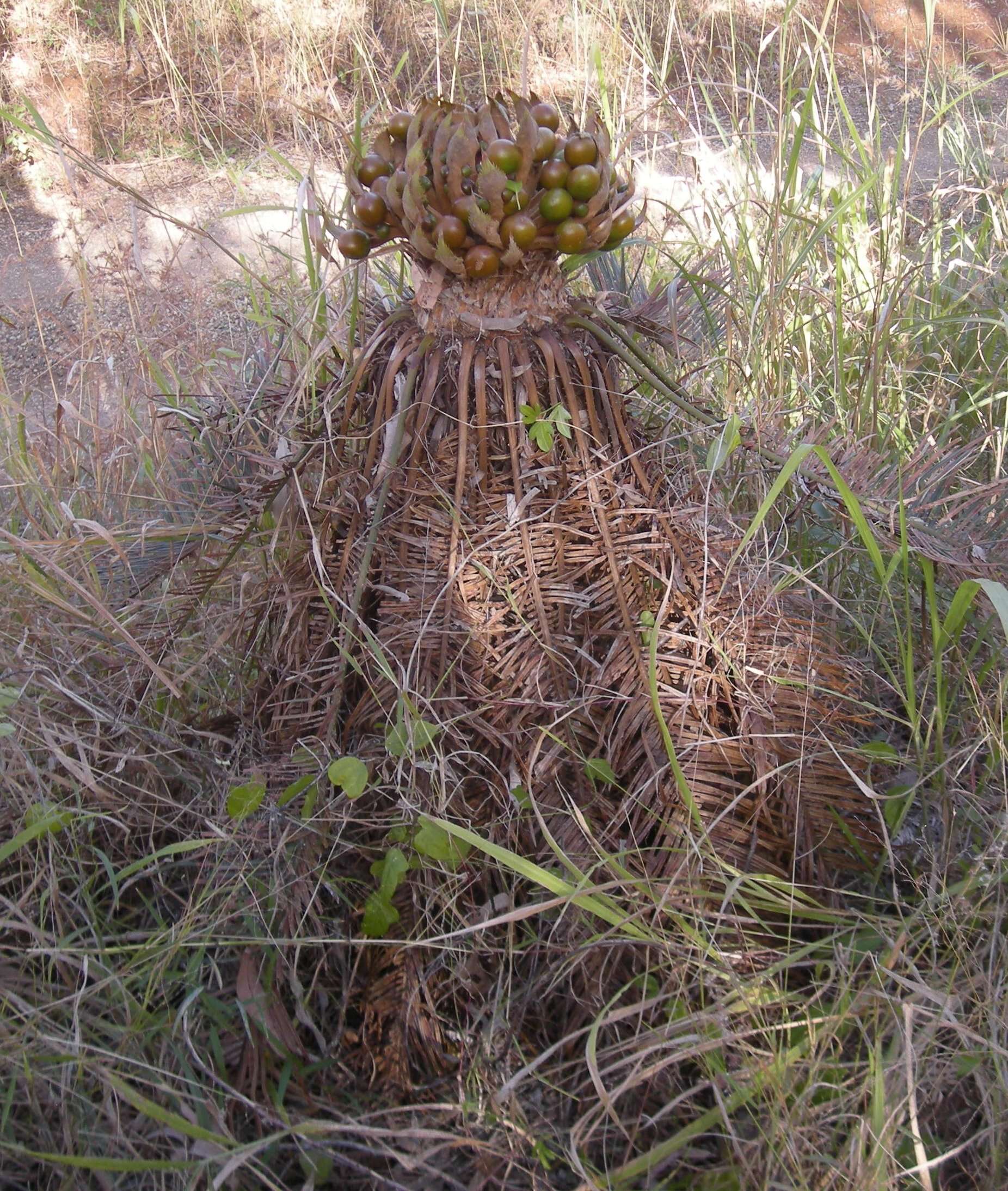 Image of Cycad