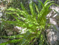 Image of climbing birdsnest fern