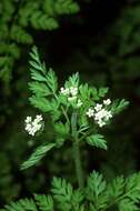 Image of spreading chervil