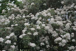 Olearia macrodonta Baker resmi