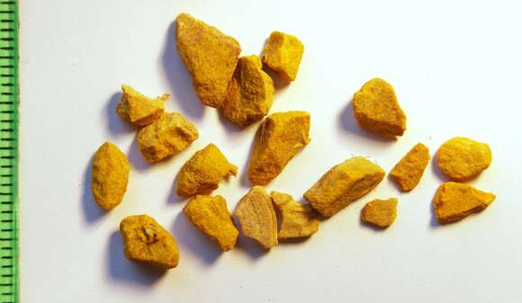 Imagem de Curcuma zanthorrhiza Roxb.