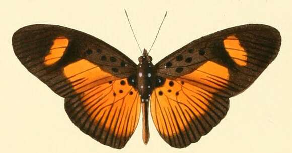 Image of Pseudacraea eurytus