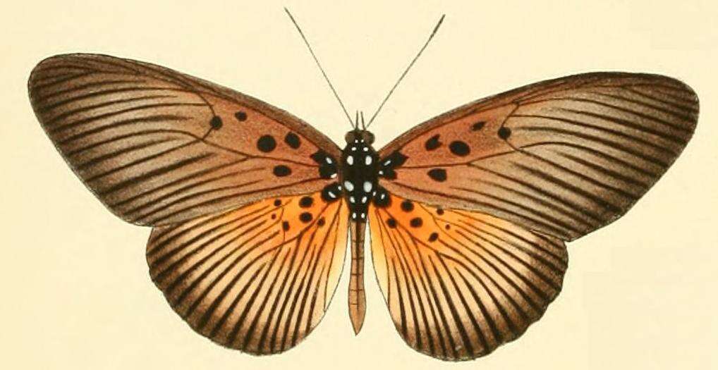 Image of Pseudacraea eurytus