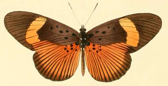 Image of Pseudacraea eurytus