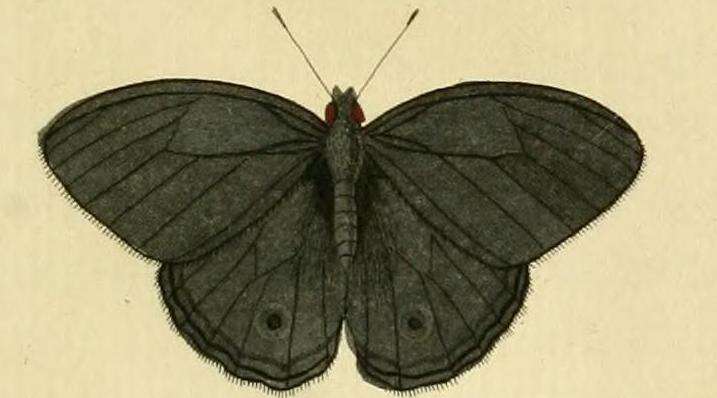 Image of Magneuptychia fugitiva