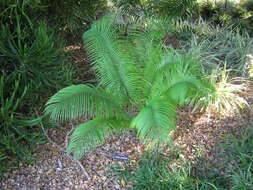 Image of Cycad