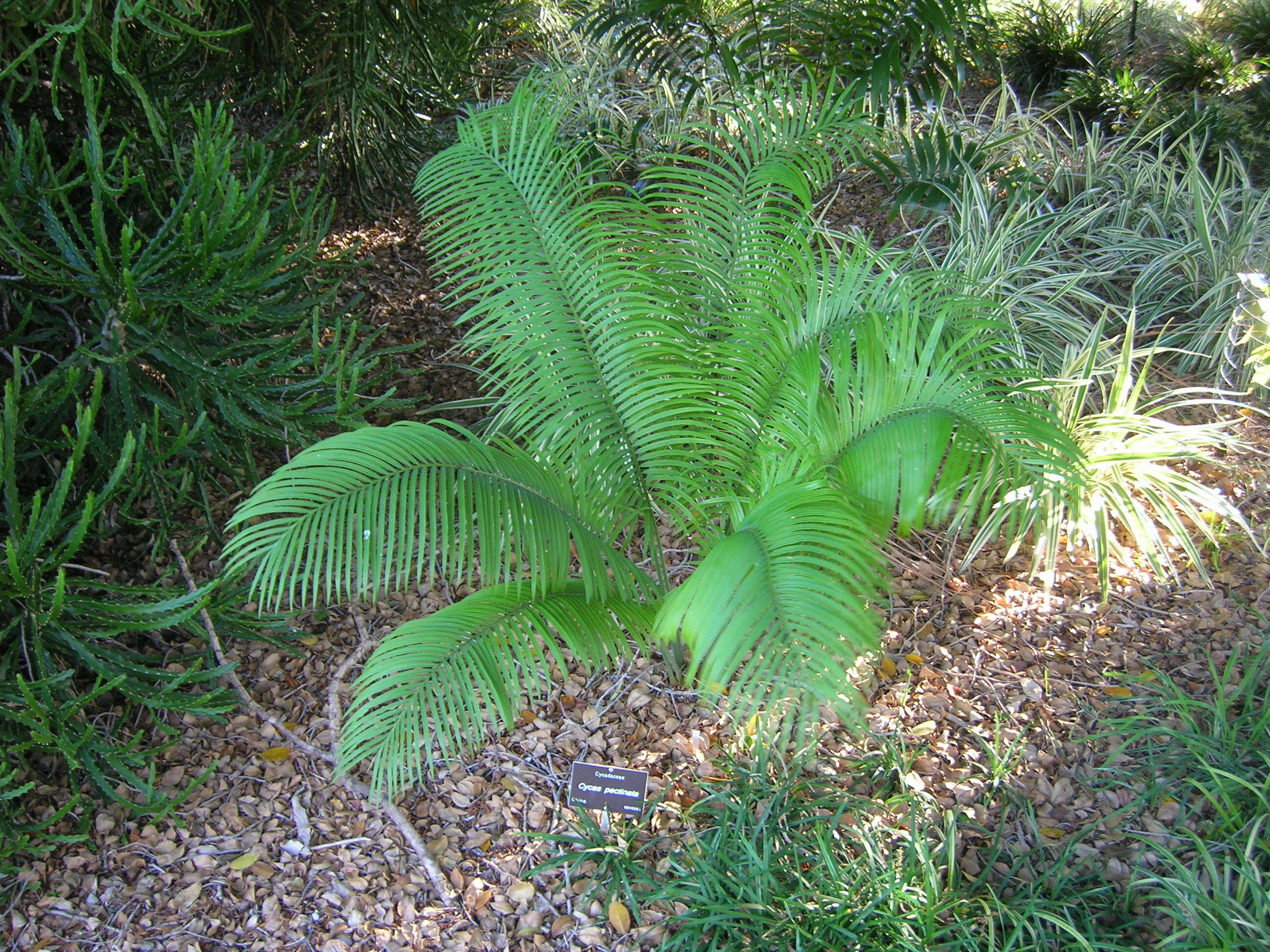 Image of Cycad