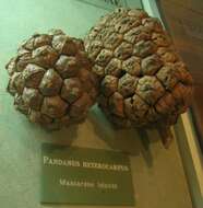 Image of Pandanus heterocarpus Balf. fil.