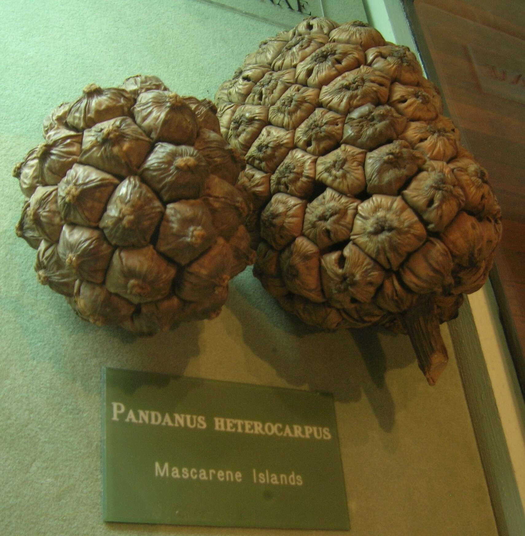 Image of Pandanus heterocarpus Balf. fil.