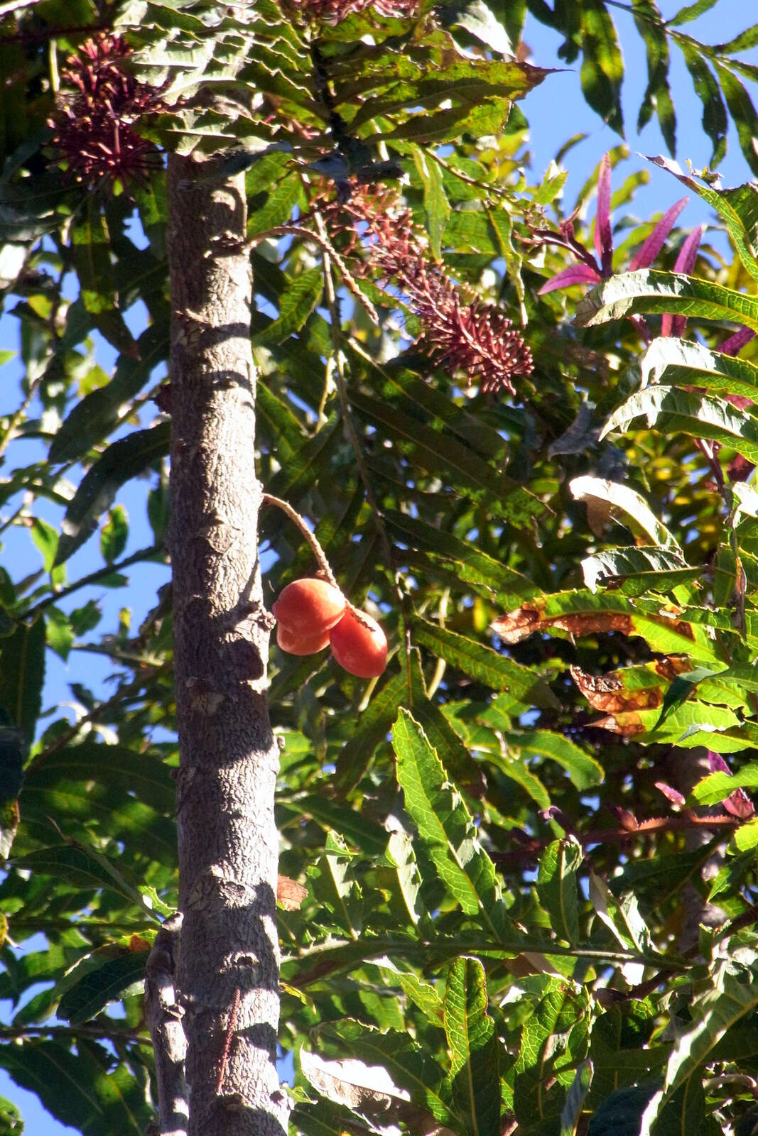 Image of Hicksbeachia pinnatifolia F. Müll.