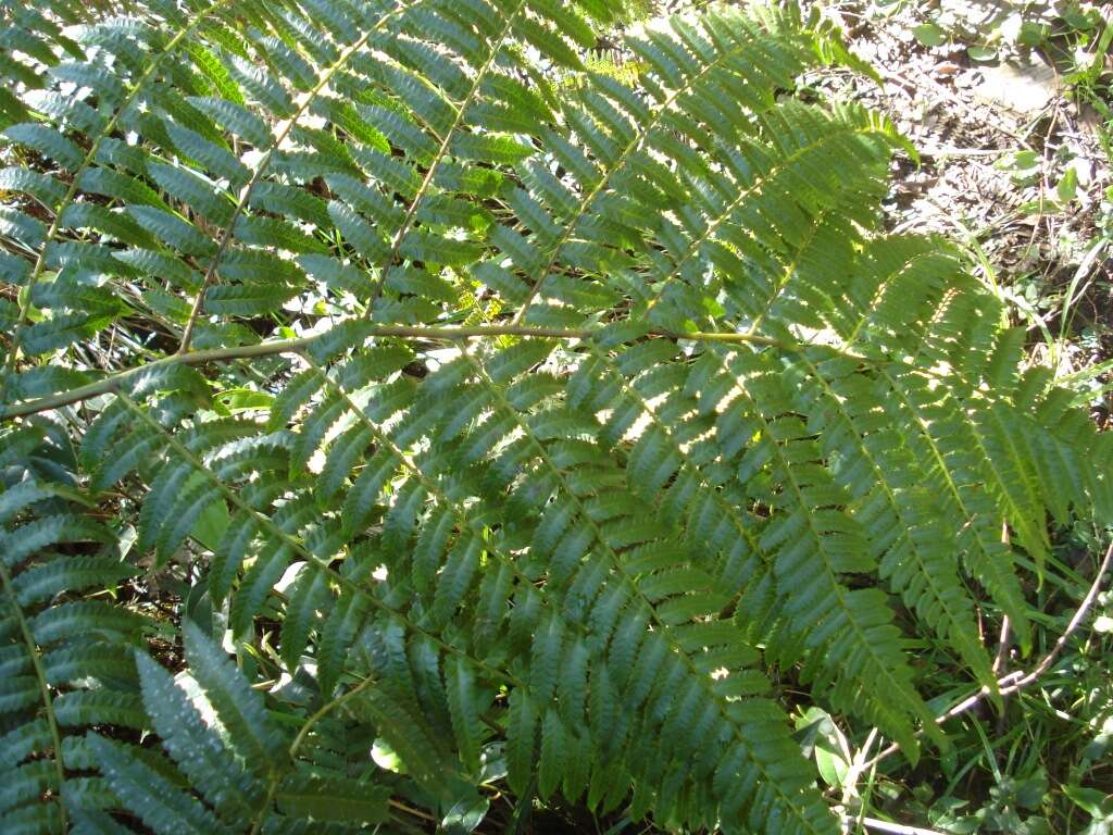 Image of Cyathea delgadii Pohl ex Sternb.