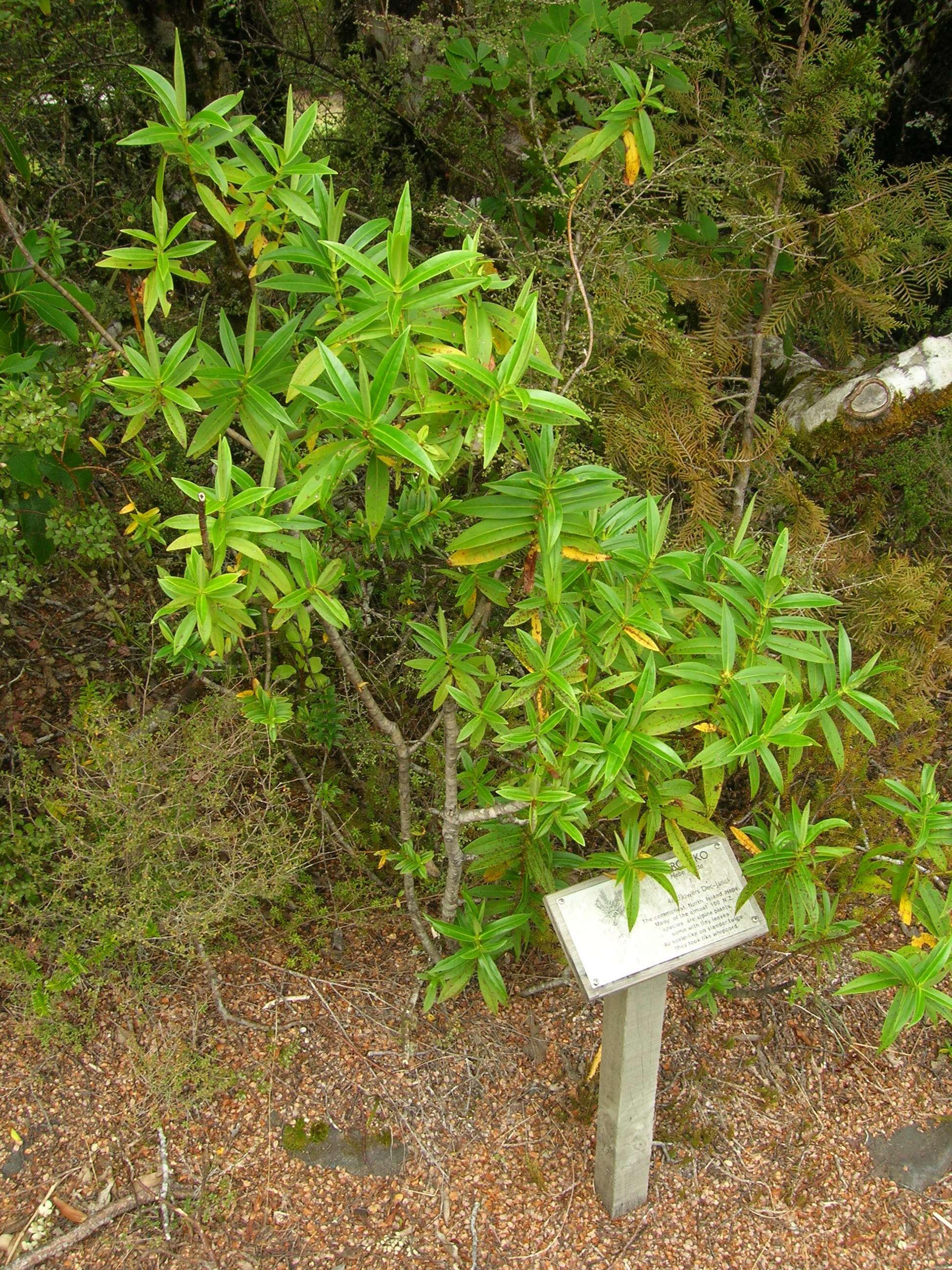 Image of Veronica stricta Banks & Soland. ex Benth.