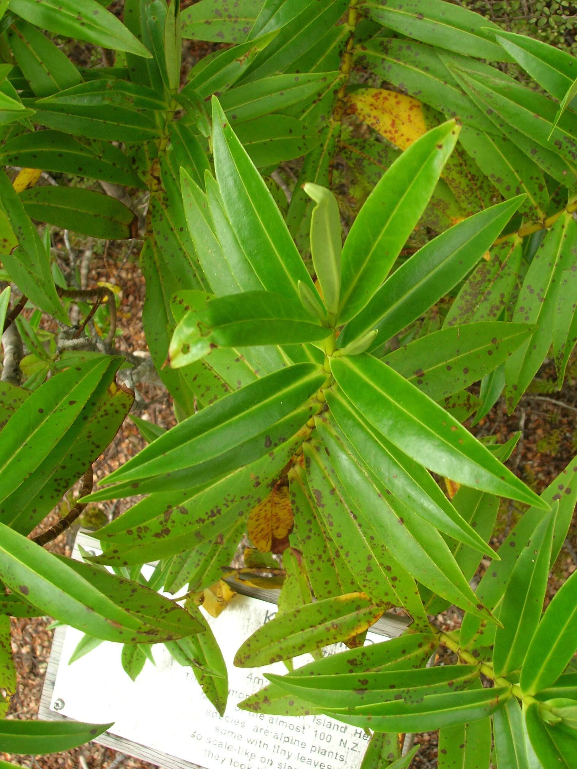 Image of Veronica stricta Banks & Soland. ex Benth.