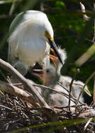 Image of Snowy Egret