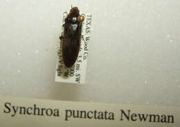 Image of synchroa bark beetles