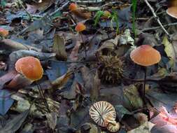 Image of Marasmius fulvoferrugineus Gilliam 1976