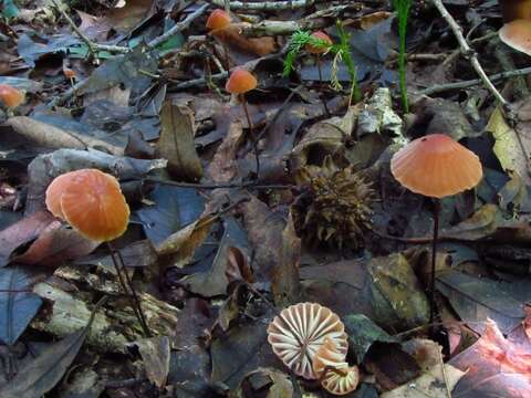 صورة Marasmius fulvoferrugineus Gilliam 1976