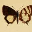 Image of Callictita cyara Bethune-Baker 1908