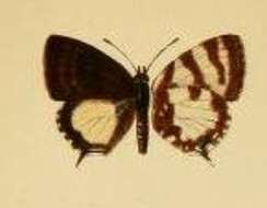 Imagem de Callictita cyara Bethune-Baker 1908