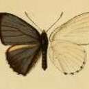 Image of Philiris ziska (Grose-Smith 1898)