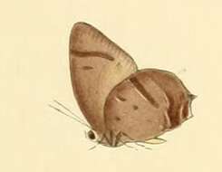 Image of Arhopala caeca (Hewitson (1863))