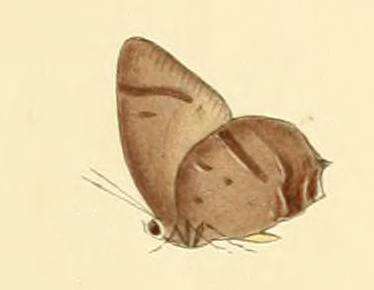 Image of Arhopala caeca (Hewitson (1863))