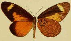 Image of Mimacraea landbecki (Druce 1910)