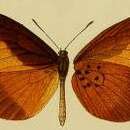 Image of Mimacraea landbecki (Druce 1910)